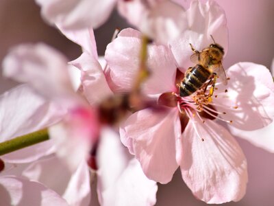 Spring insect cherry blossom