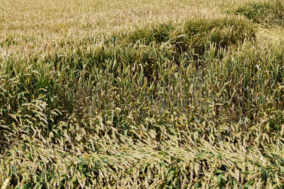 Cornfield cereals grain
