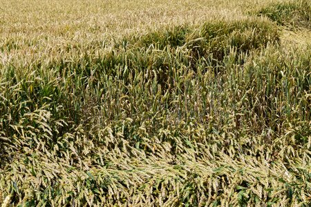 Cornfield cereals grain