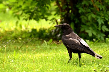 Black nature raven