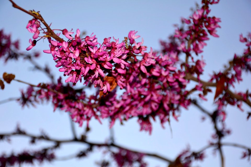 Mashhad, Iran, Flower