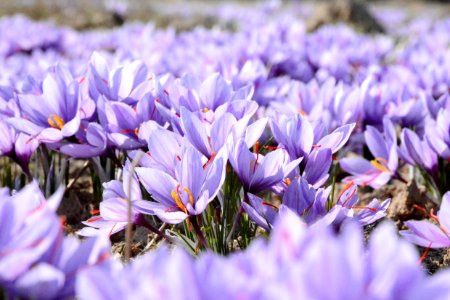 shallow focus photo of purple flower field photo