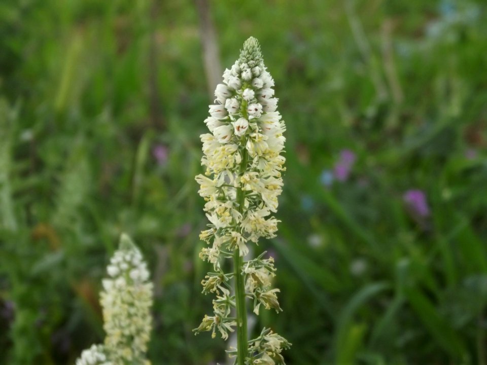 Tlemcen, Algeria, Flower