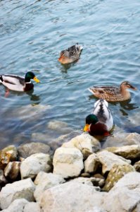 Croatia, Lake, Nature photo