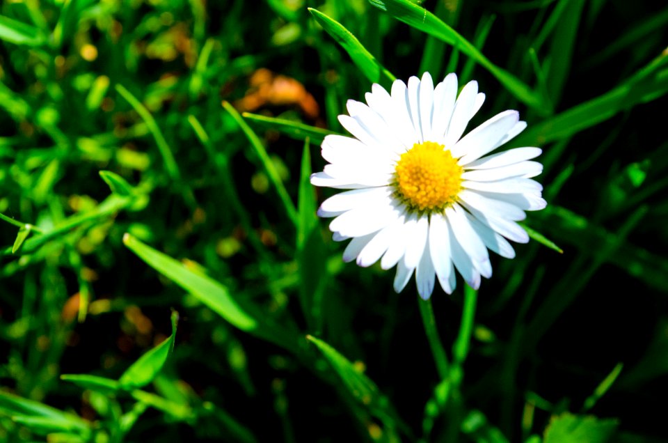 Petals, Grass, Daisy