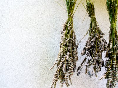 Home, Lavender