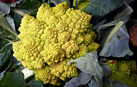 Vegetable fractal food