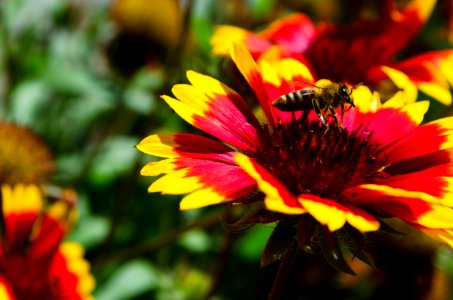 Flower, Bee photo