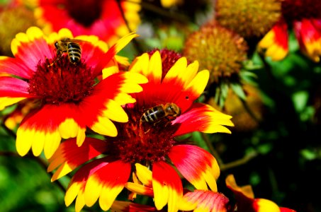 Sun, Flowers, Bee photo