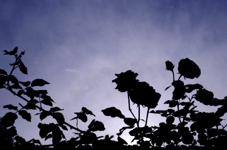 Croatia, Nature, Black