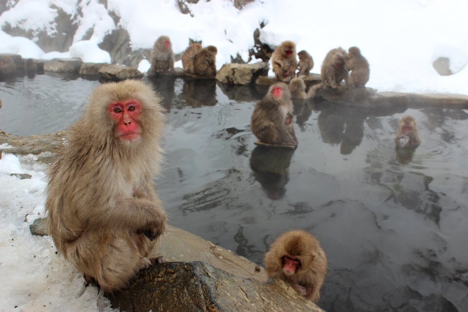Jigokudani primate snow