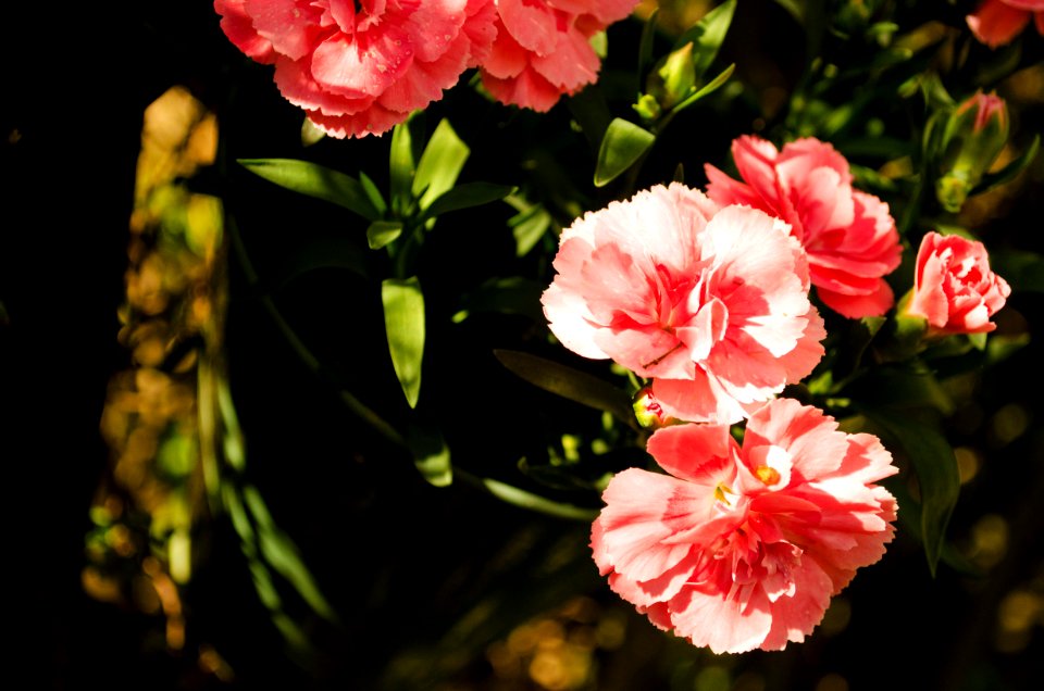 Croatia, White, Pink