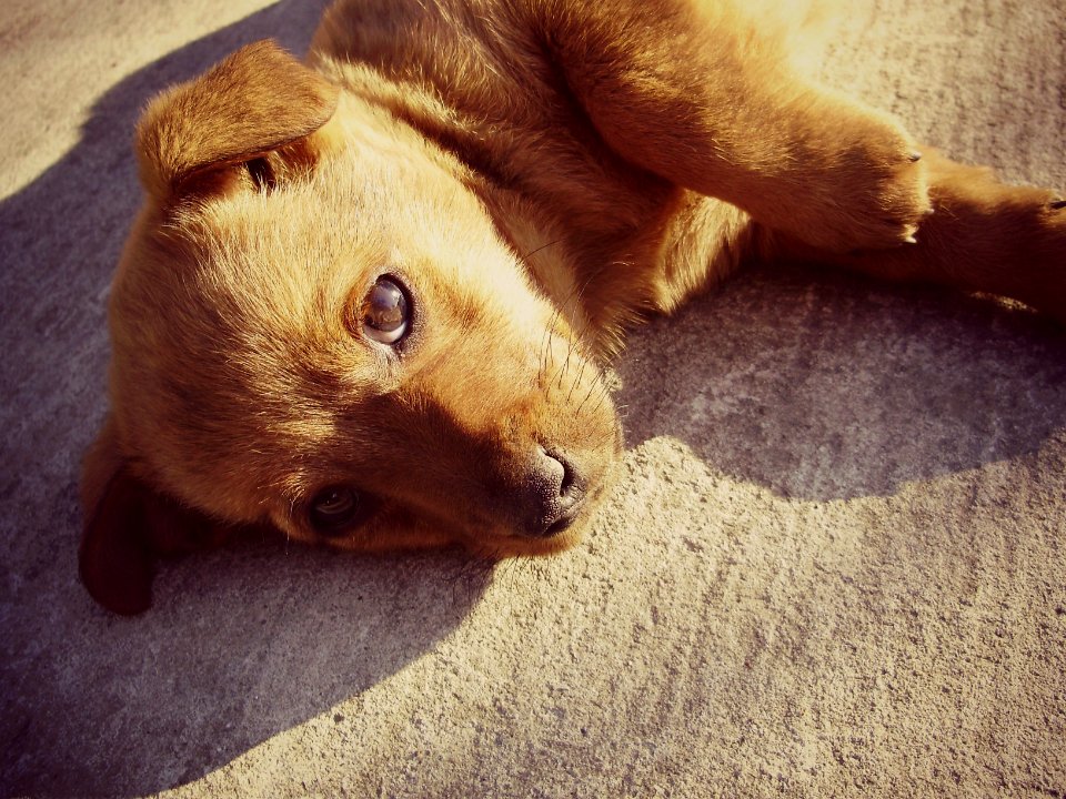 Croatia, Cute, Sunlight