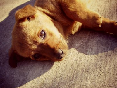 Croatia, Cute, Sunlight