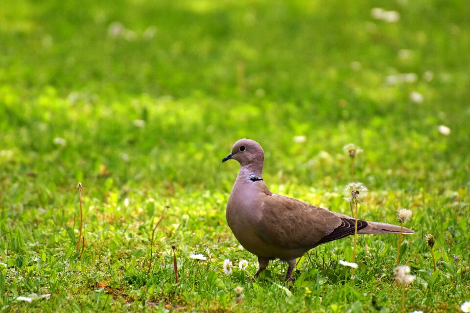 Garden animal natural lawn
