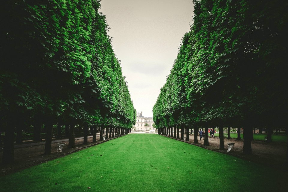 Paris, France, Trees