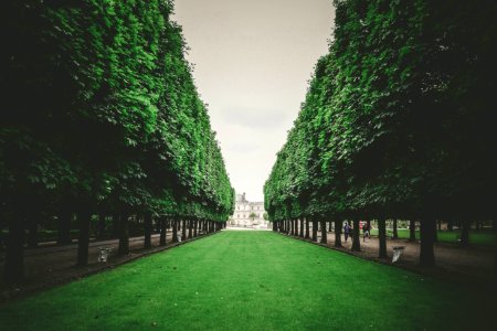 Paris, France, Trees