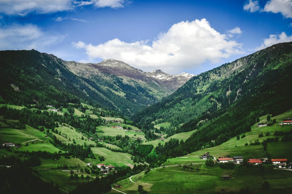 green grass and green trees