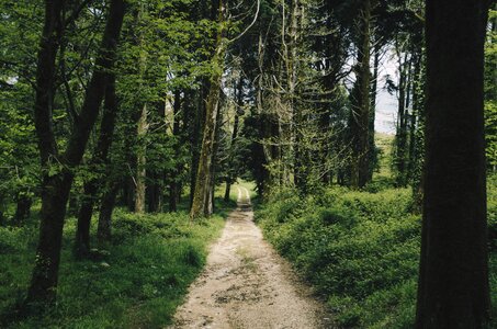 Trees green forest green path photo