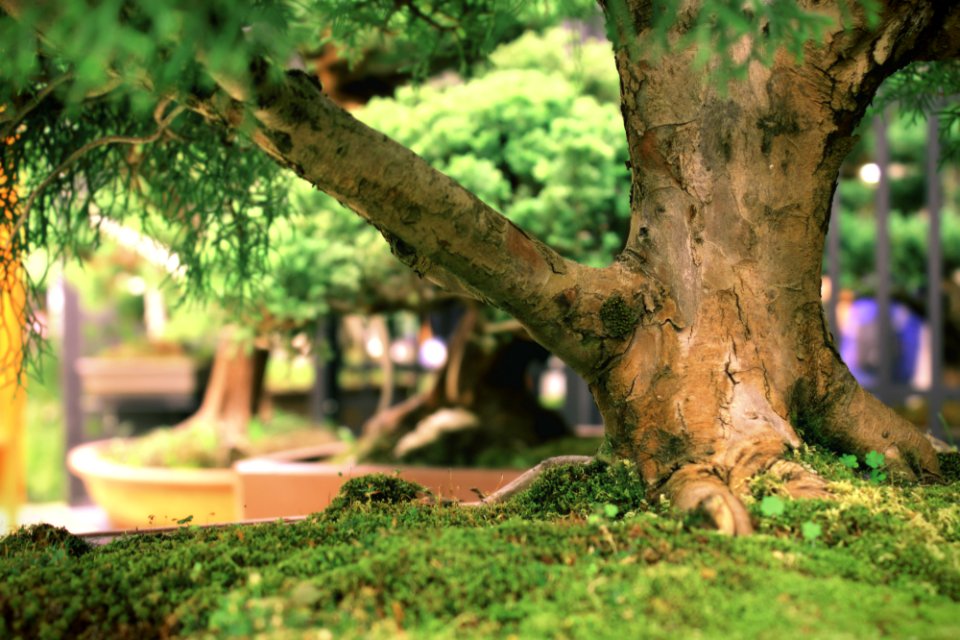 Medelln, Colombia, Tree