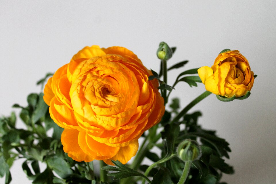 Yellow plant flowers