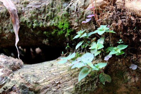 Medelln, Colombia, Dead trunk