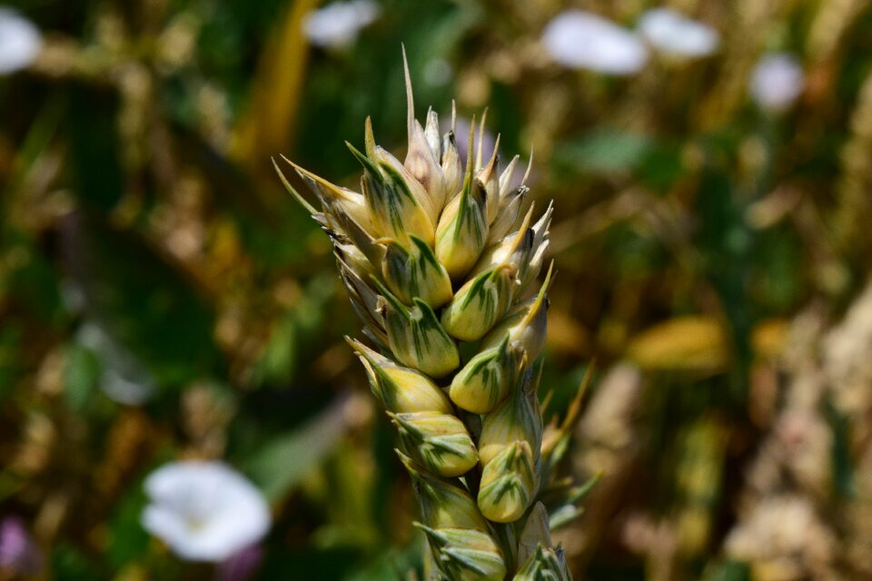 Cereals agriculture close up