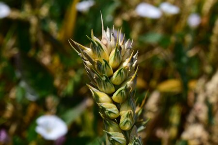 Cereals agriculture close up