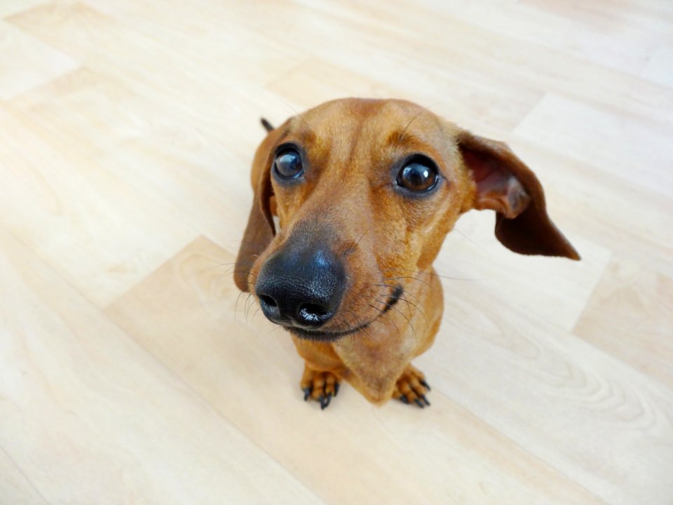 Rudkov, Czech republic, Dachshund