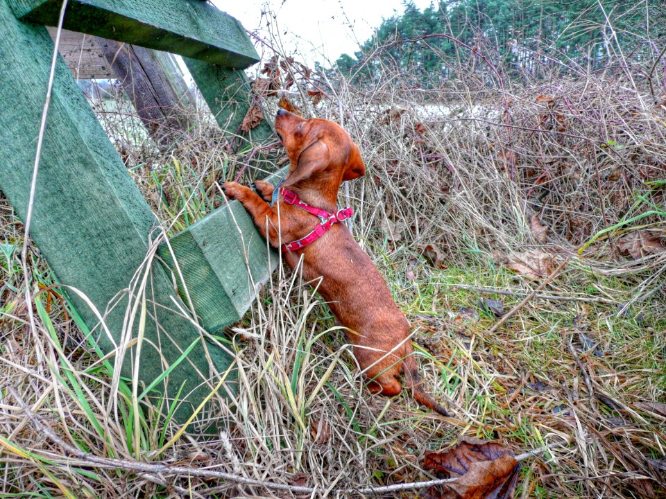 Peckov, Czech republic, Sausage dog
