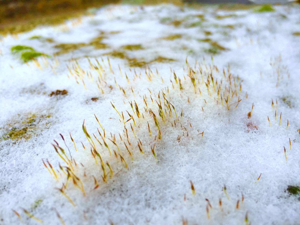 Rudkov, Czech republic, Moss