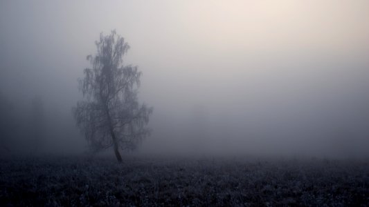 tree covered by fog photo