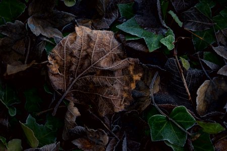 brown and green leaf lot