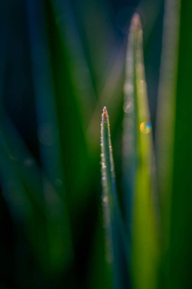 Ice, Garden, Frosty