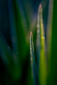 Ice, Garden, Frosty photo