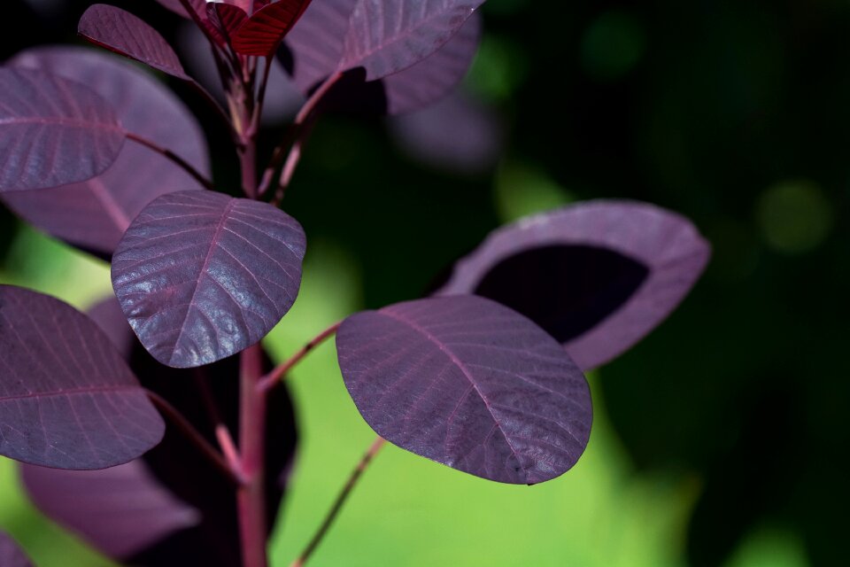 Cotinus coggygria wig shrub tree wig tree