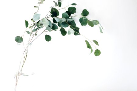 green leaf plant