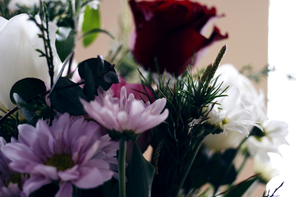 Green, Flowers, Tulip