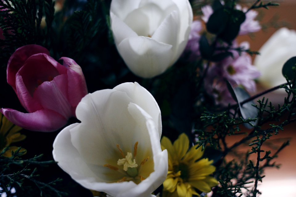 Flowers, Flower, Tulip