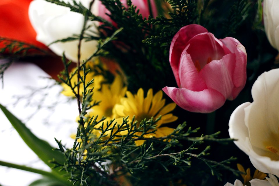 Flower, Flowers, Tulip