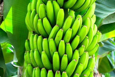 Fruit exotic banana