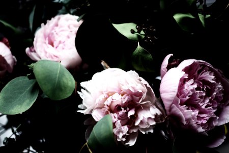 Flower, Flowers, Pink photo
