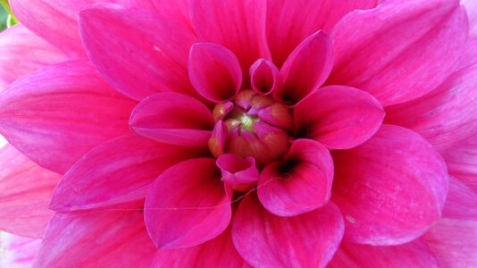 Pink fragrance summer