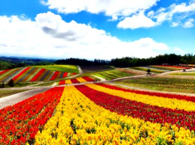 Furano, Japan