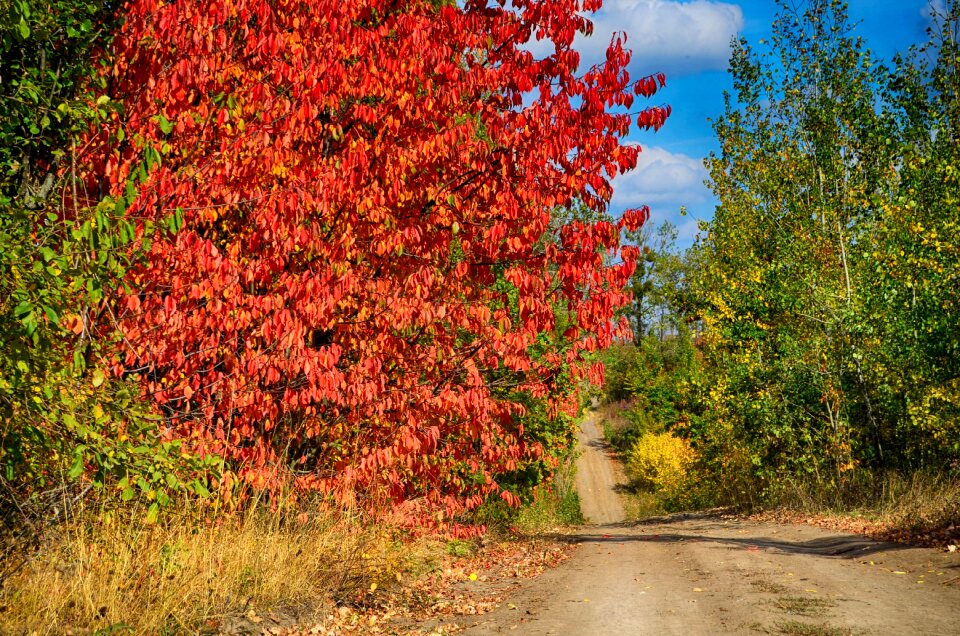My color autumn