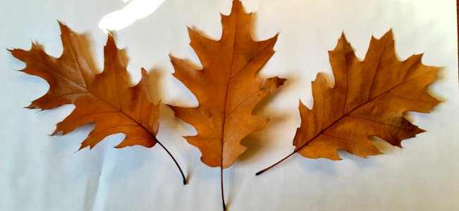 Montreal, Canada, Fall