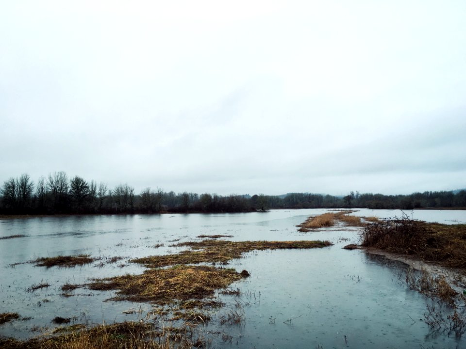 Forest grove, United states, Winter