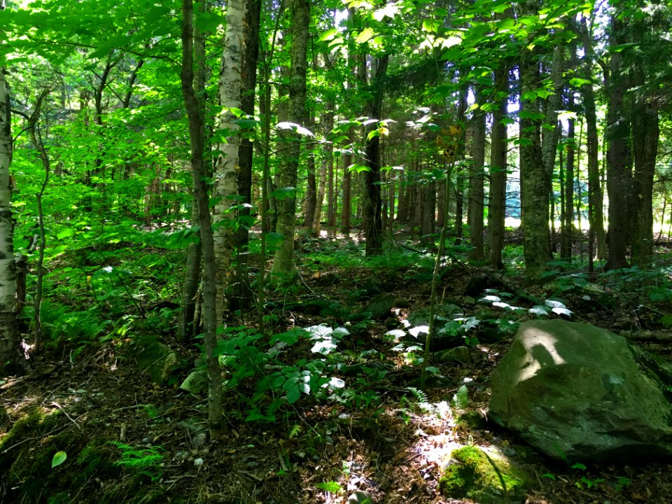 Sutton, Canada, Green