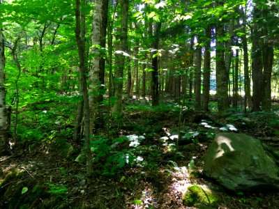 Sutton, Canada, Green