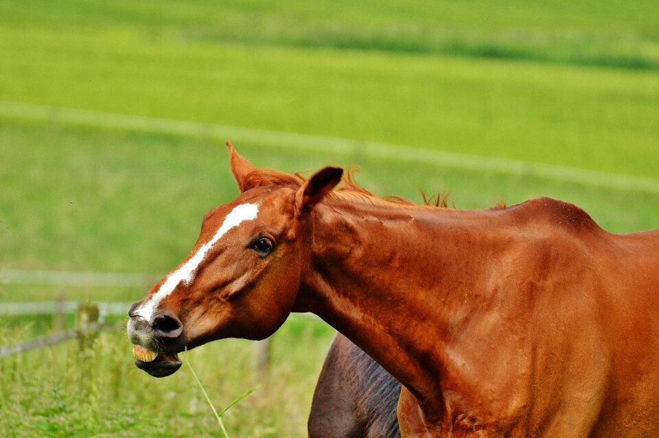 Eat paddock brown